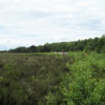 Into the bog